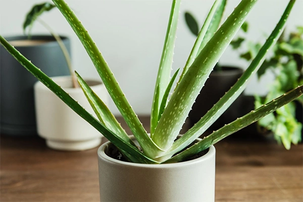Aloe