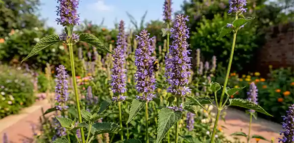 Anise Hyssop