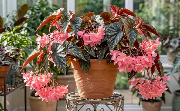 Begonia