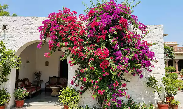 Bougainvillea