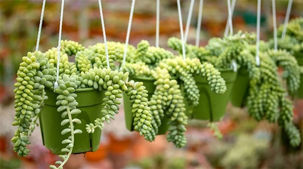 Burro’s Tail
