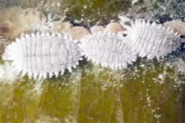 Citrus mealybug