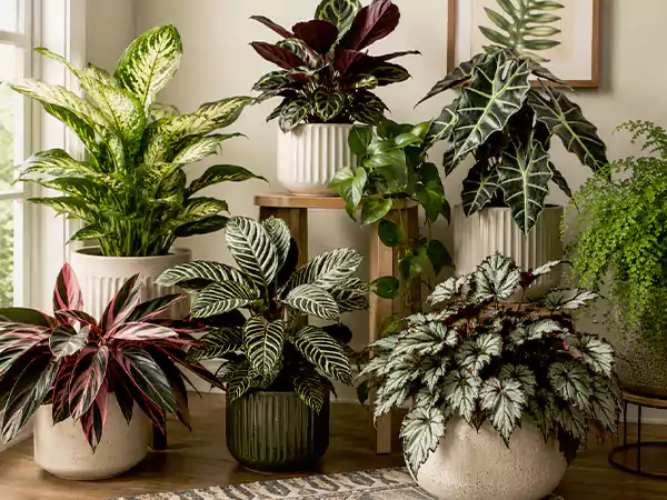 Decorative Foliage Plants