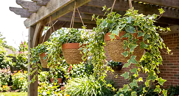 English Ivy Gold Child Variety