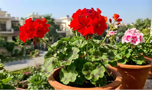 Geranium