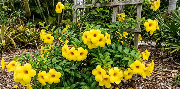 Golden Trumpet