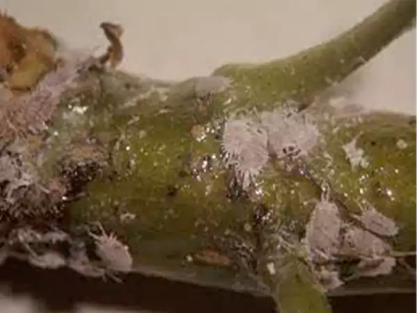 Grape mealybug