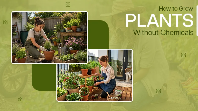 Grow Plants