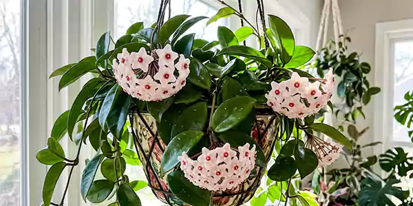 Hoya Wax Plant