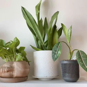 Indoor houseplants pack of 3