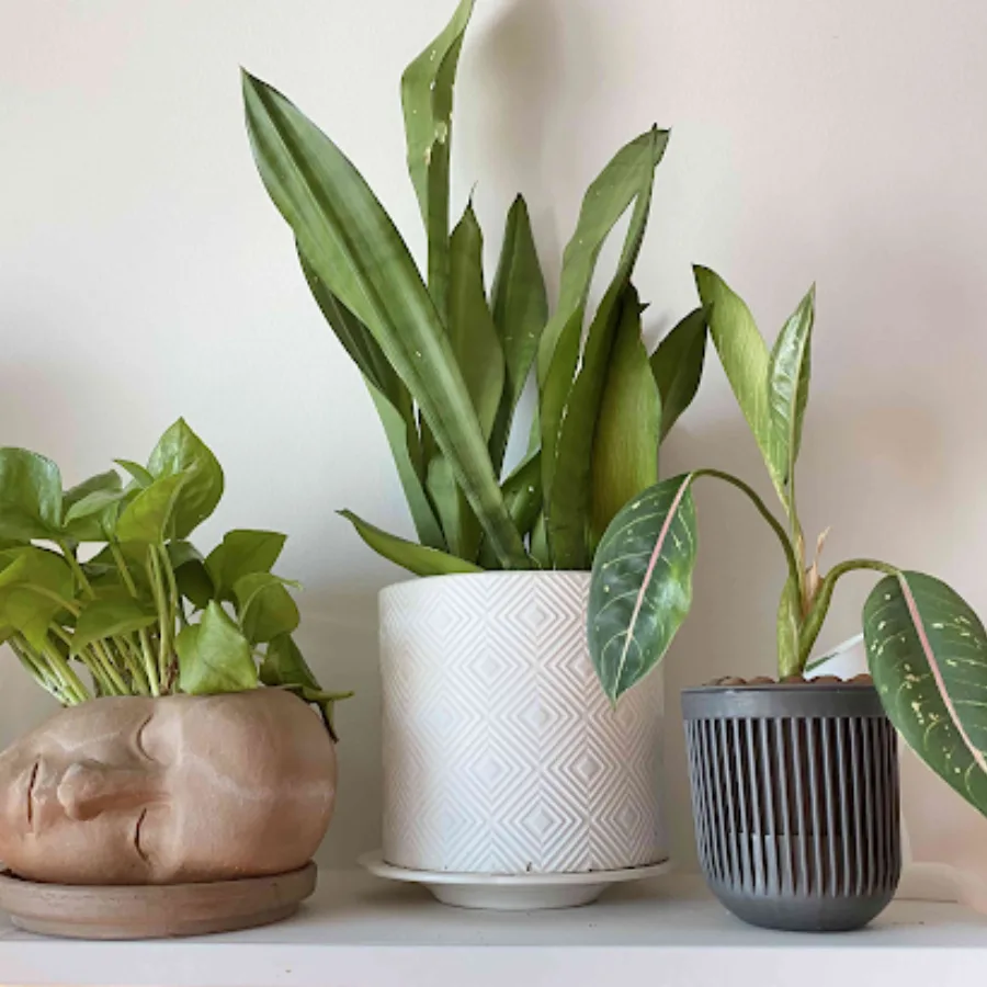 Indoor houseplants pack of 3