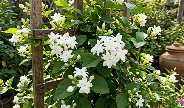Jasmine