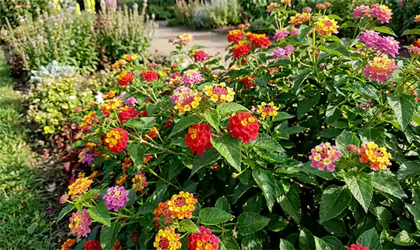 Lantana Plants