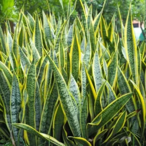Laurentii Variegated snake plant-2