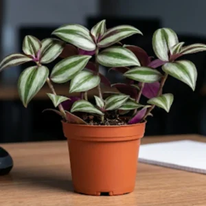 Live Silver Jew Plant in 3_ Nursery Pot
