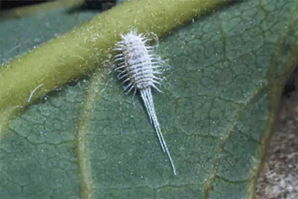 Long tail mealybug