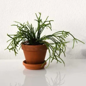Mistletoe Cactus