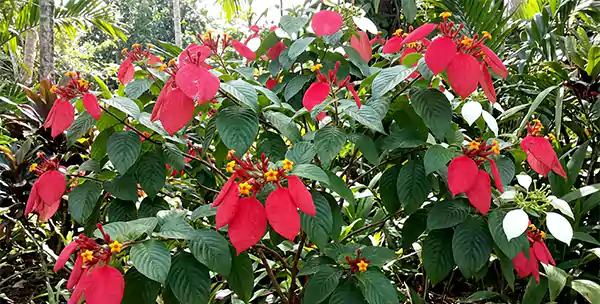 Mussaenda