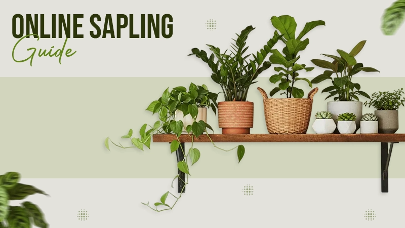 Online Sapling Guide