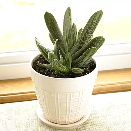 Ox Tongue Plant