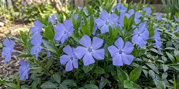 Periwinkle