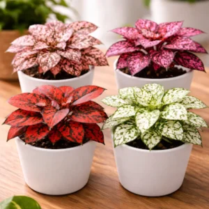 Polka Dot Plant Collection (4-Pack)