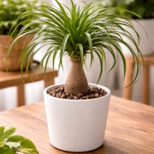 Ponytail Palm Bonsai