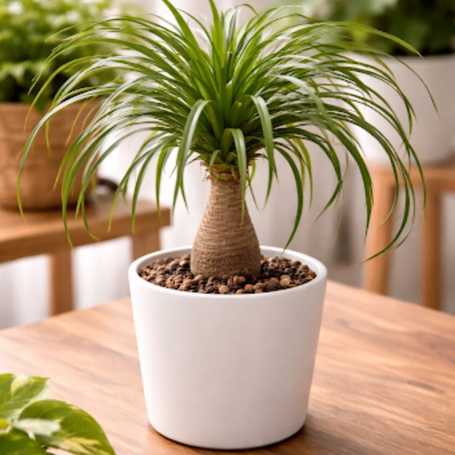 Ponytail Palm Bonsai