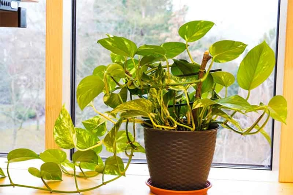 Pothos