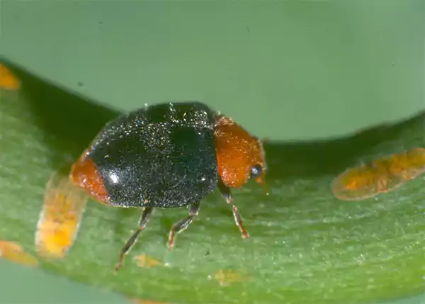 Predator insects for mealybugs