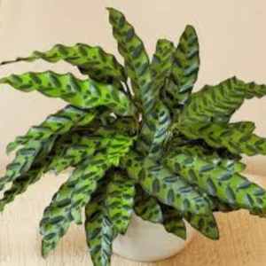 Rattlesnake snake plant