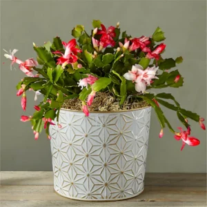 Red and White Christmas Cactus