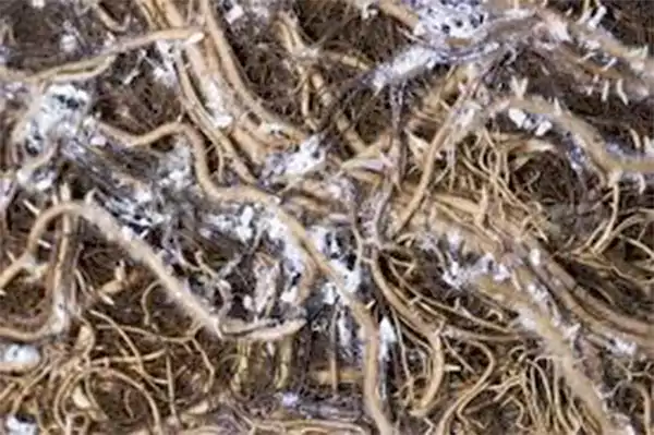Root mealybugs