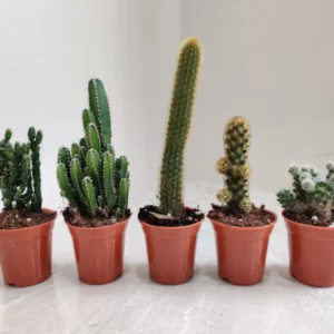 Rooted Indoor Cactus Set of 5