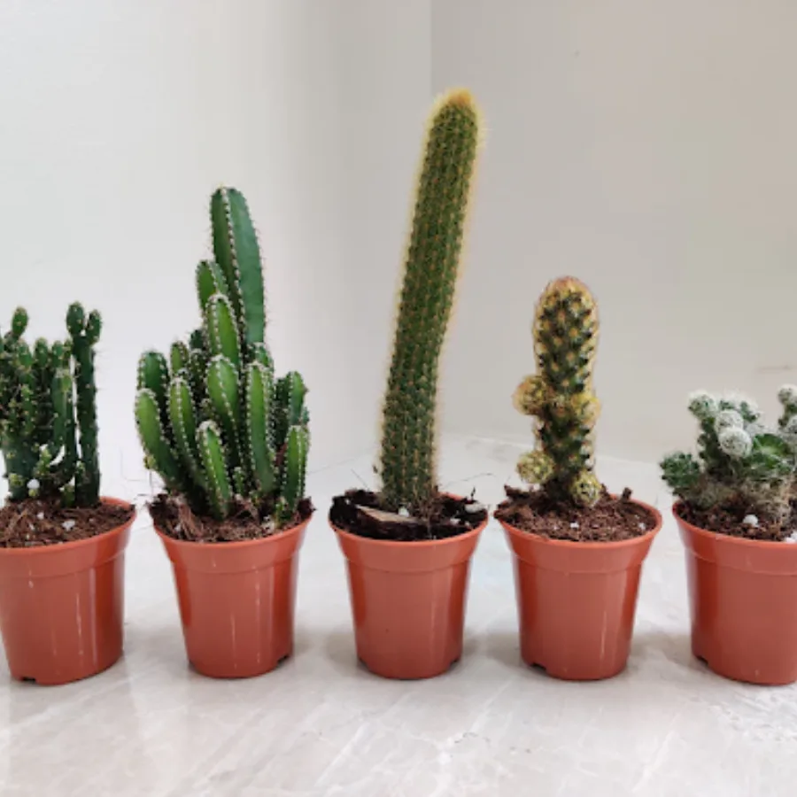 Rooted Indoor Cactus Set of 5