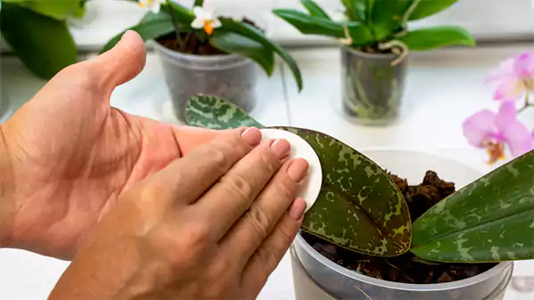 Rubbing alcohol for mealybugs
