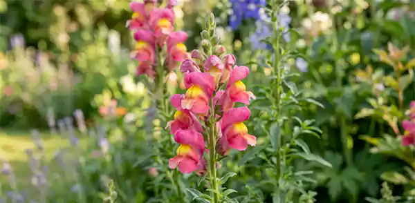 Snapdragons