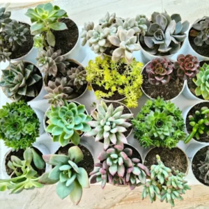 Succulent plants-2