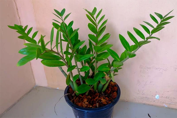 ZZ Plant