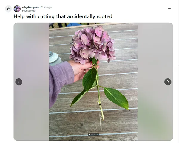 Accidentally Rooted Hydrangea Cutting