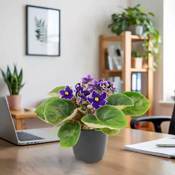 African Violet