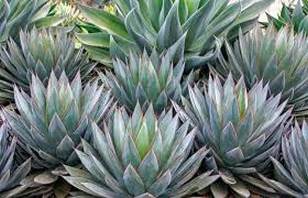 Agave Blue Glow