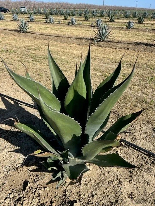 Agave Plant