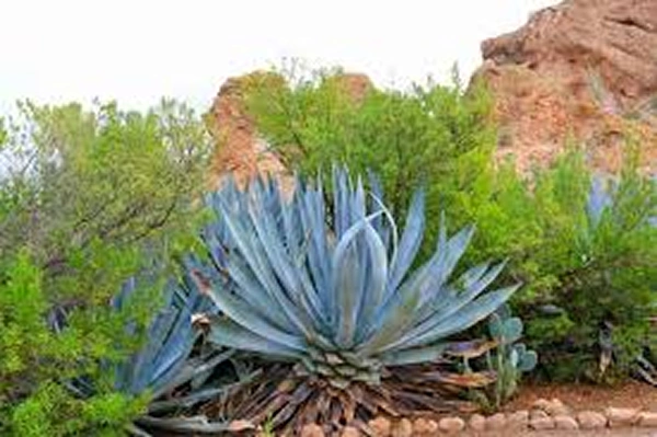 Agave americana plant