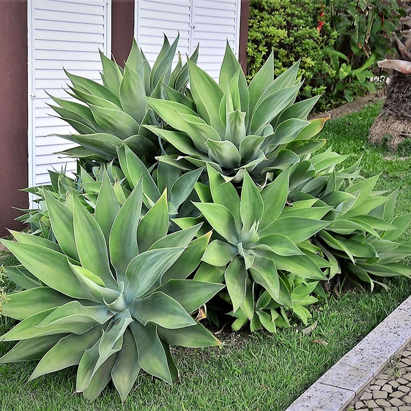 Agave attenuata