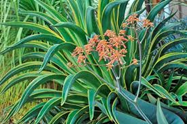 Agave desmettiana