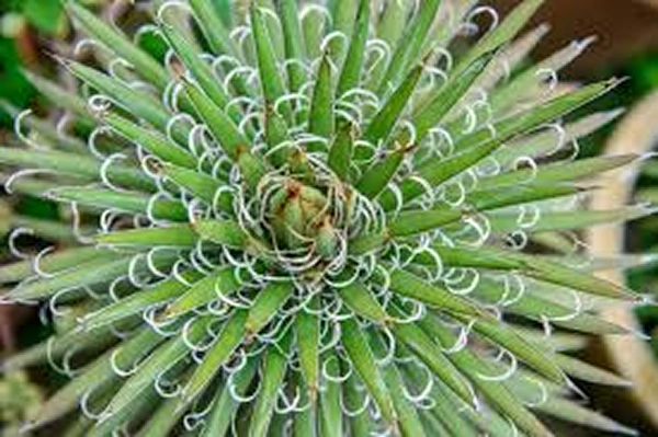 Agave filifer