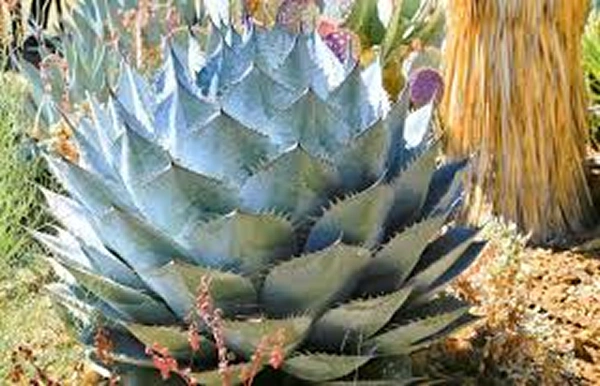 Agave parrasana