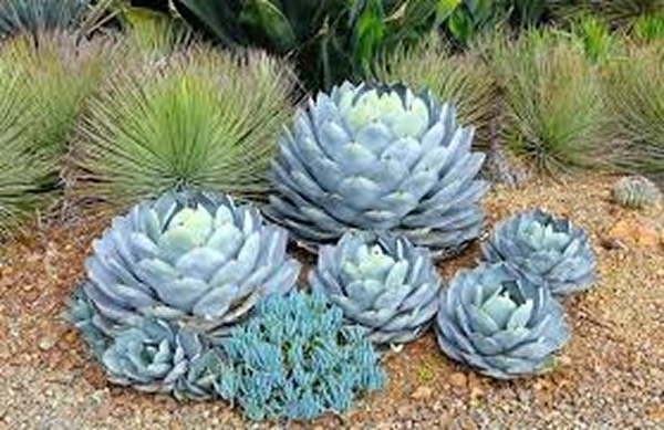 Agave parryi