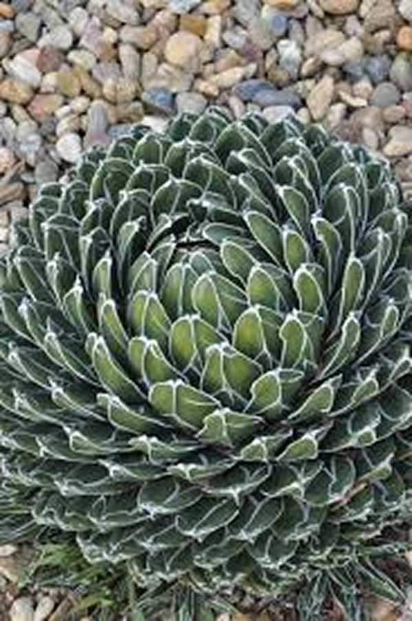 Agave victoriae-reginae